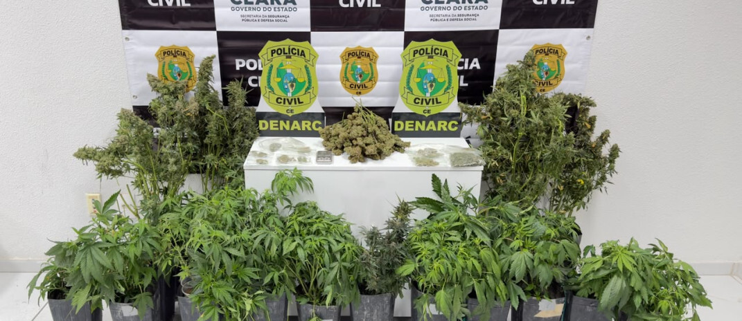 Polícia Civil fecha laboratório de maconha na Praia de Iracema e prende traficante