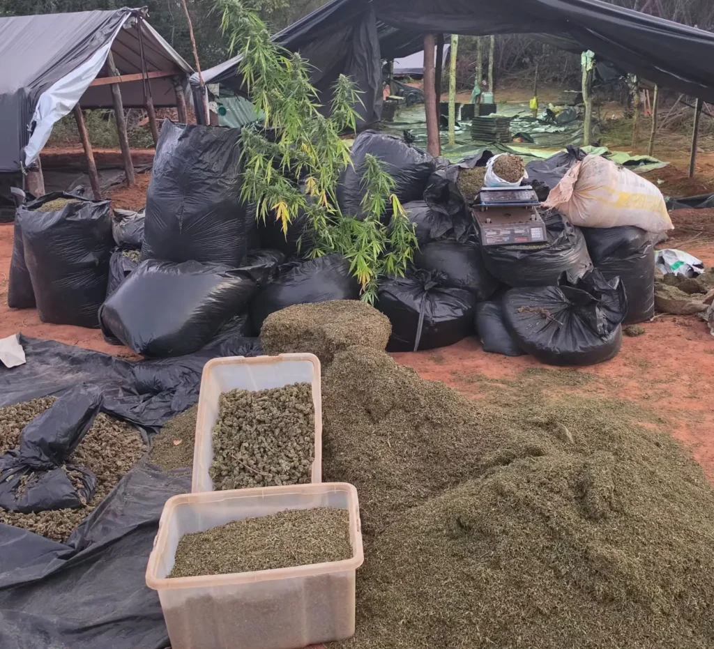 Plantação de maconha em Acopiara gera tensões e debates no Ceará