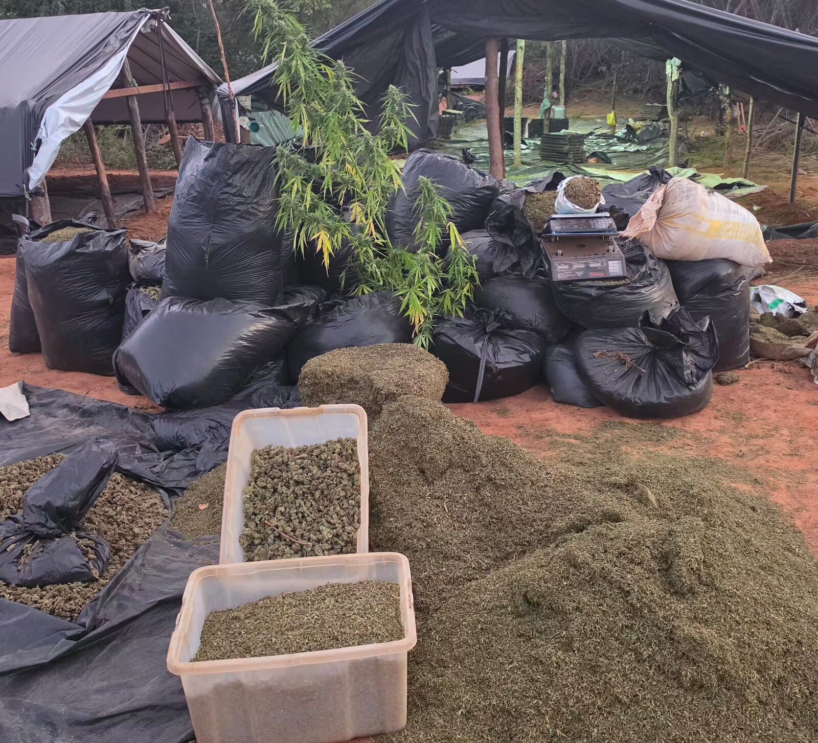 Plantação de maconha em Acopiara gera tensões e debates no Ceará