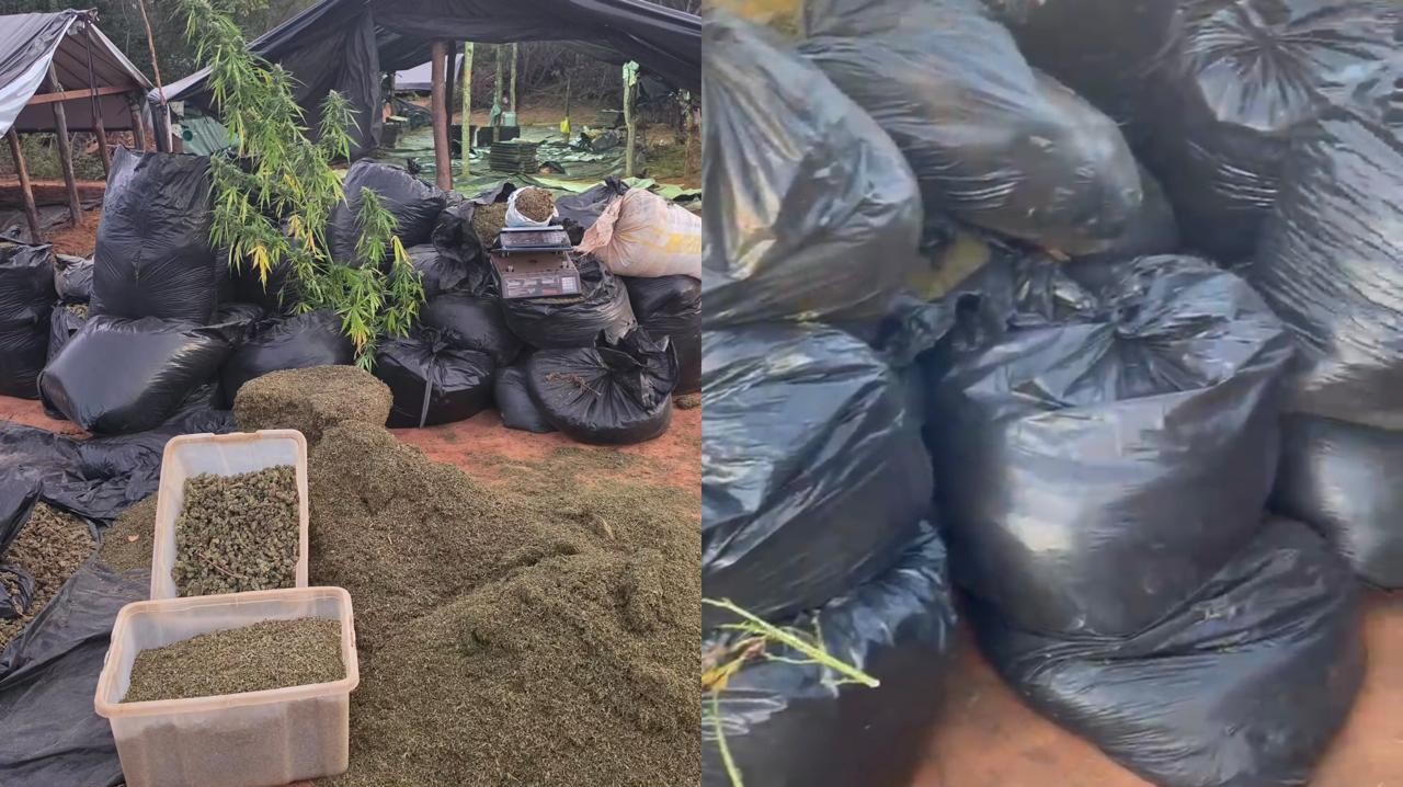 Operação da Polícia Civil desarticula plantação de maconha em Acopiara