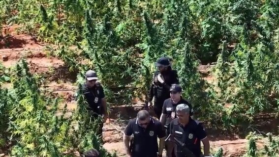 Fazenda usada para plantio de 290 mil pés de maconha desmontada