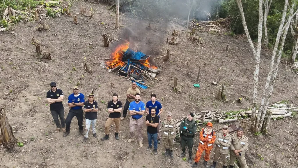 Plantio de maconha de 600 m² é destruído pela polícia em Redenção