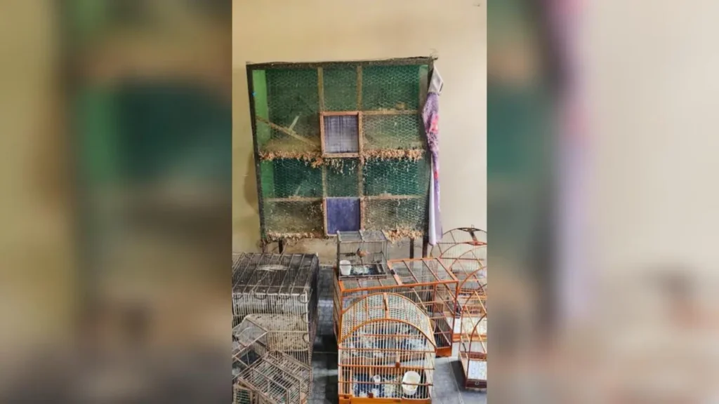 PF faz operação contra caça ilegal de animais silvestres em Canindé