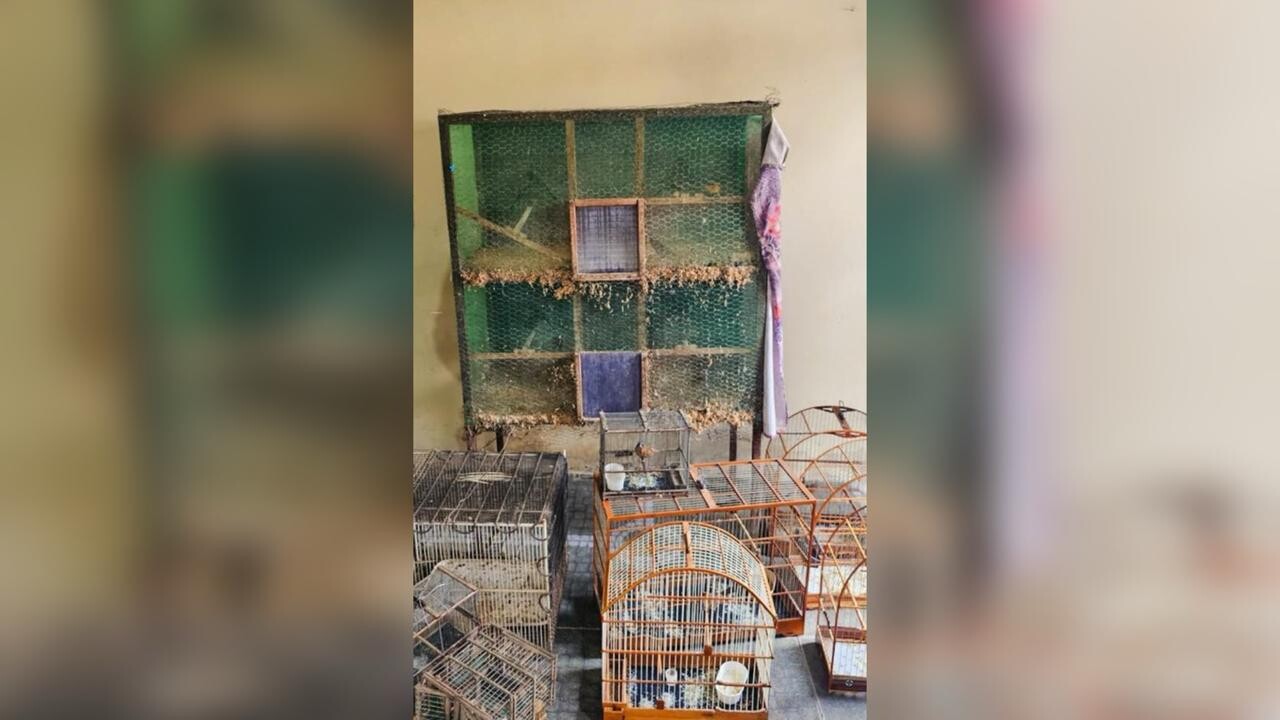 PF faz operação contra caça ilegal de animais silvestres em Canindé
